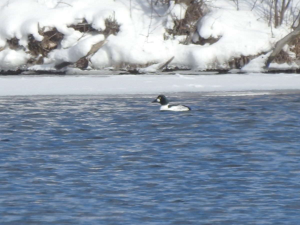 Common Goldeneye - ML299681861