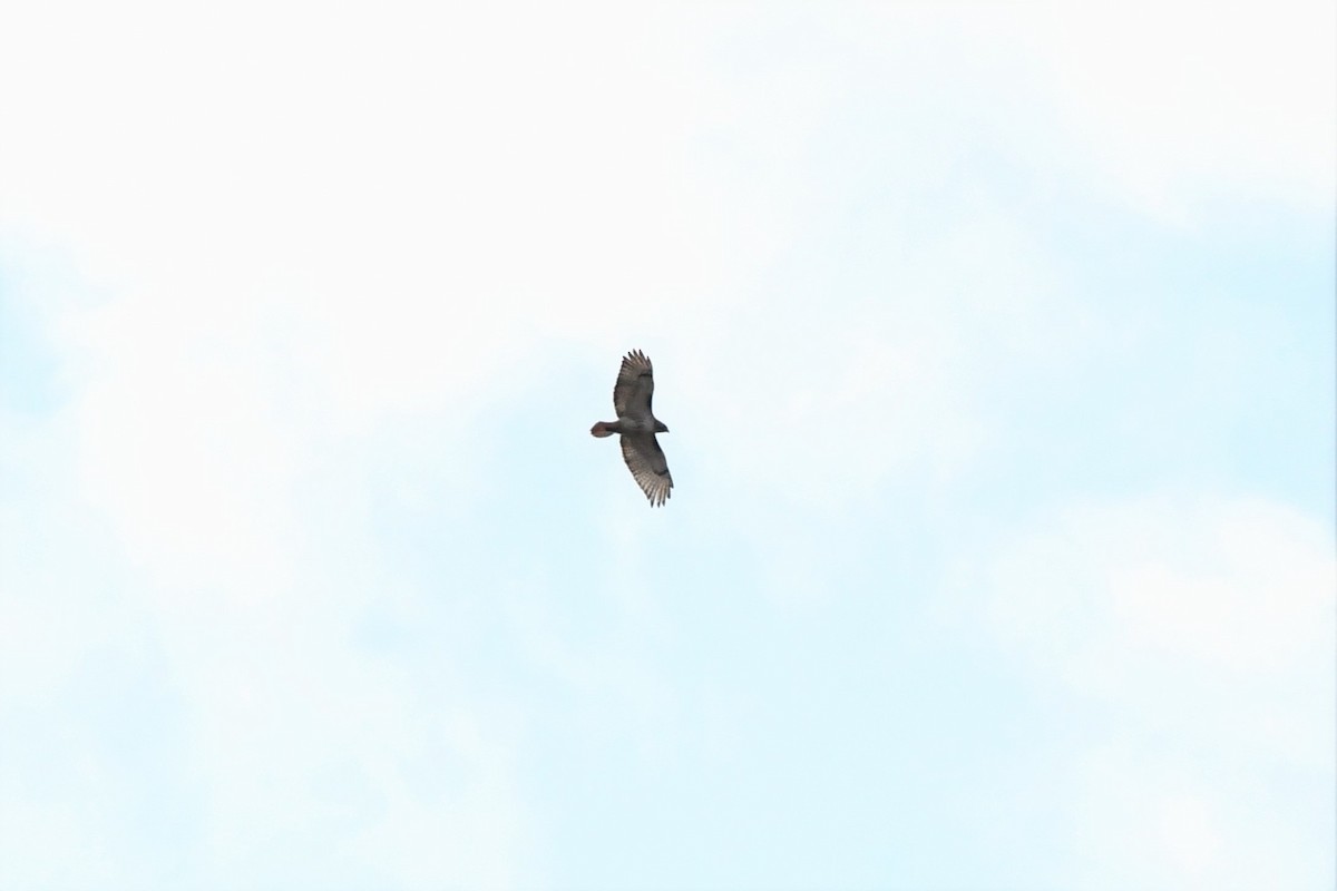 Red-tailed Hawk - ML299682081