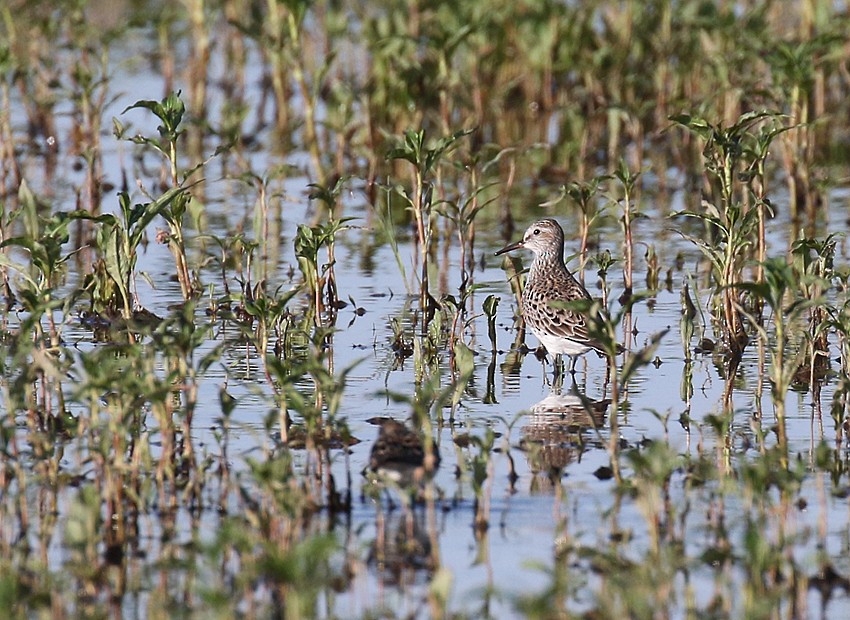 White-rumped Sandpiper - ML29968211