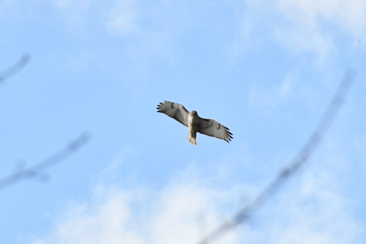 Red-tailed Hawk - ML299682141