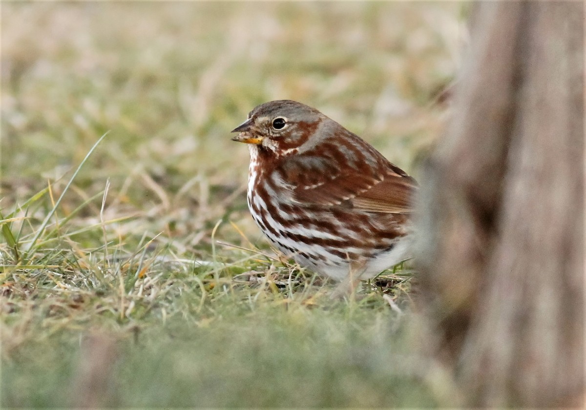 Fox Sparrow - James Sherwonit