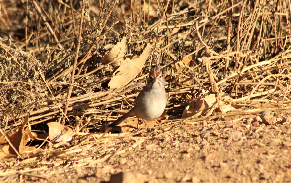 Rufous-winged Sparrow - ML299684261