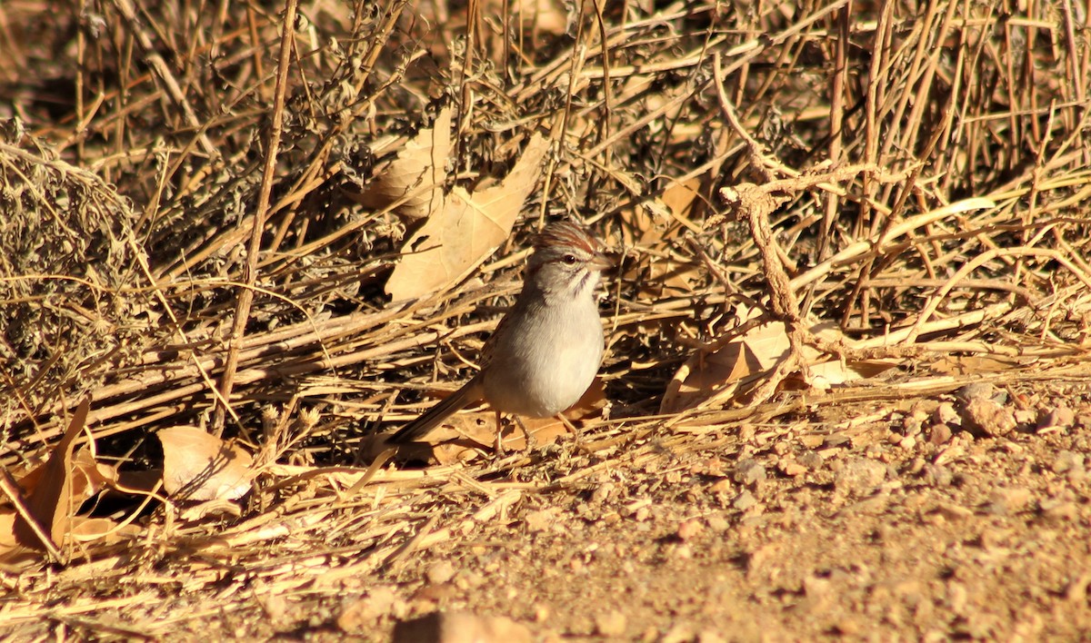 Rufous-winged Sparrow - Ken Tracey