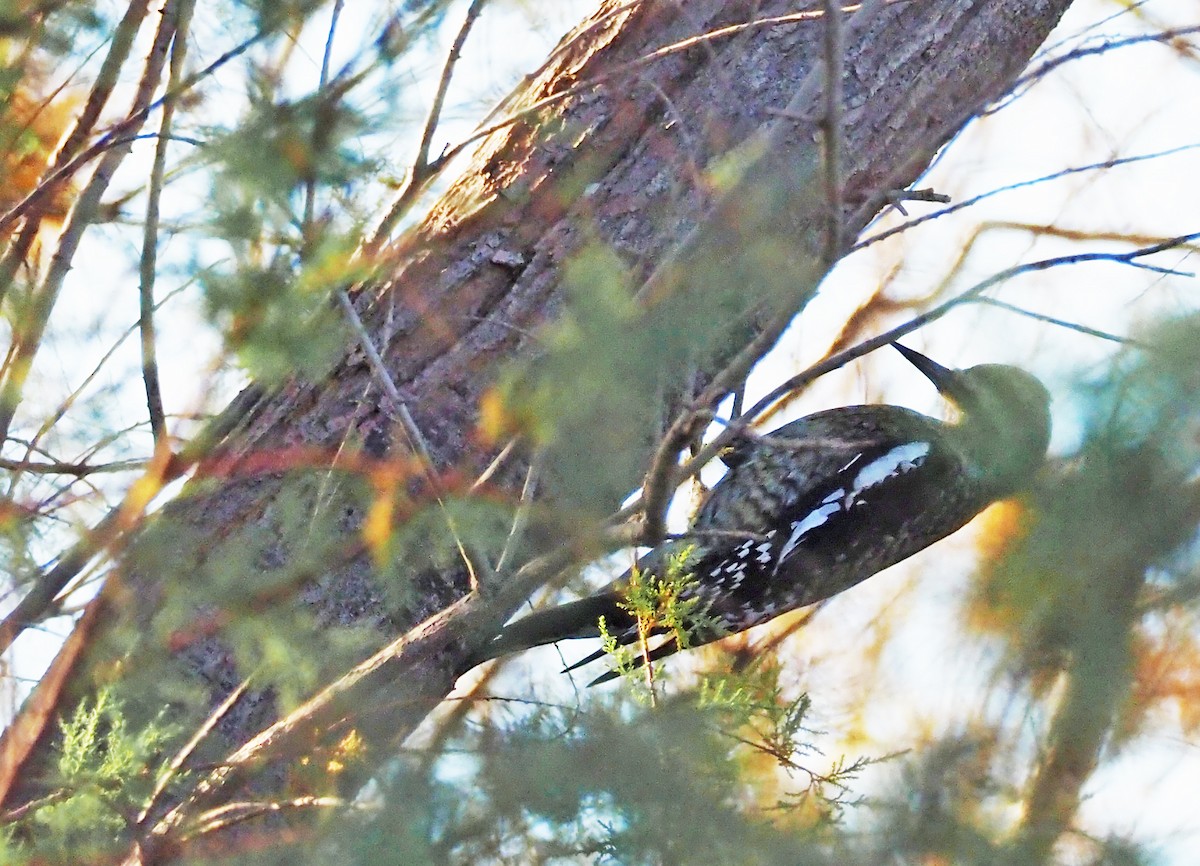 Yellow-bellied Sapsucker - ML299684641