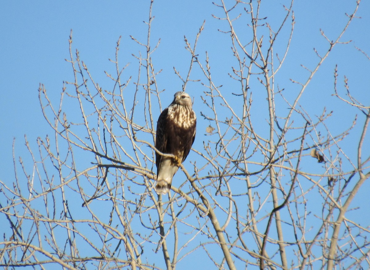 Rough-legged Hawk - ML299684731