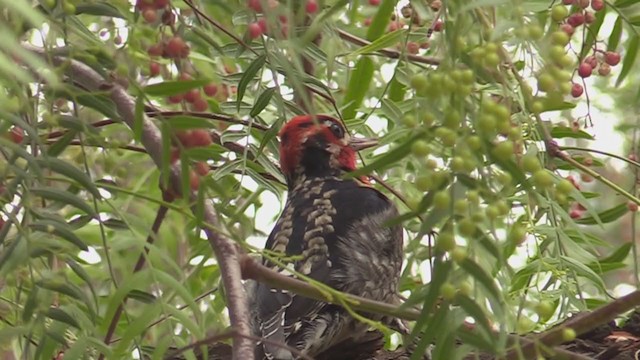 Red-naped x Red-breasted Sapsucker (hybrid) - ML299684971