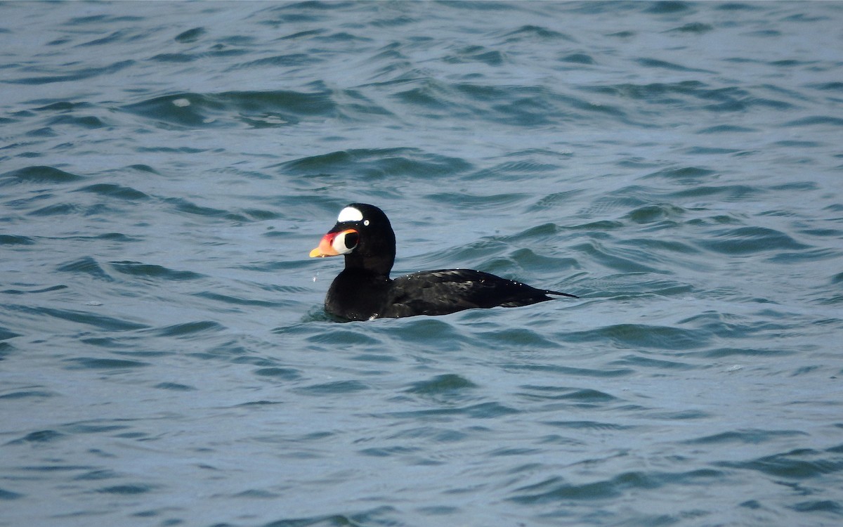 Surf Scoter - ML299687921