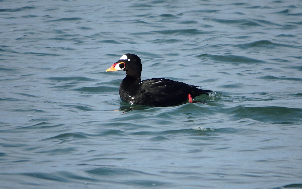 Surf Scoter - ML299687931