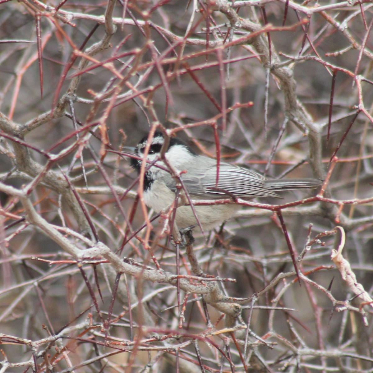Mountain Chickadee - ML299687981