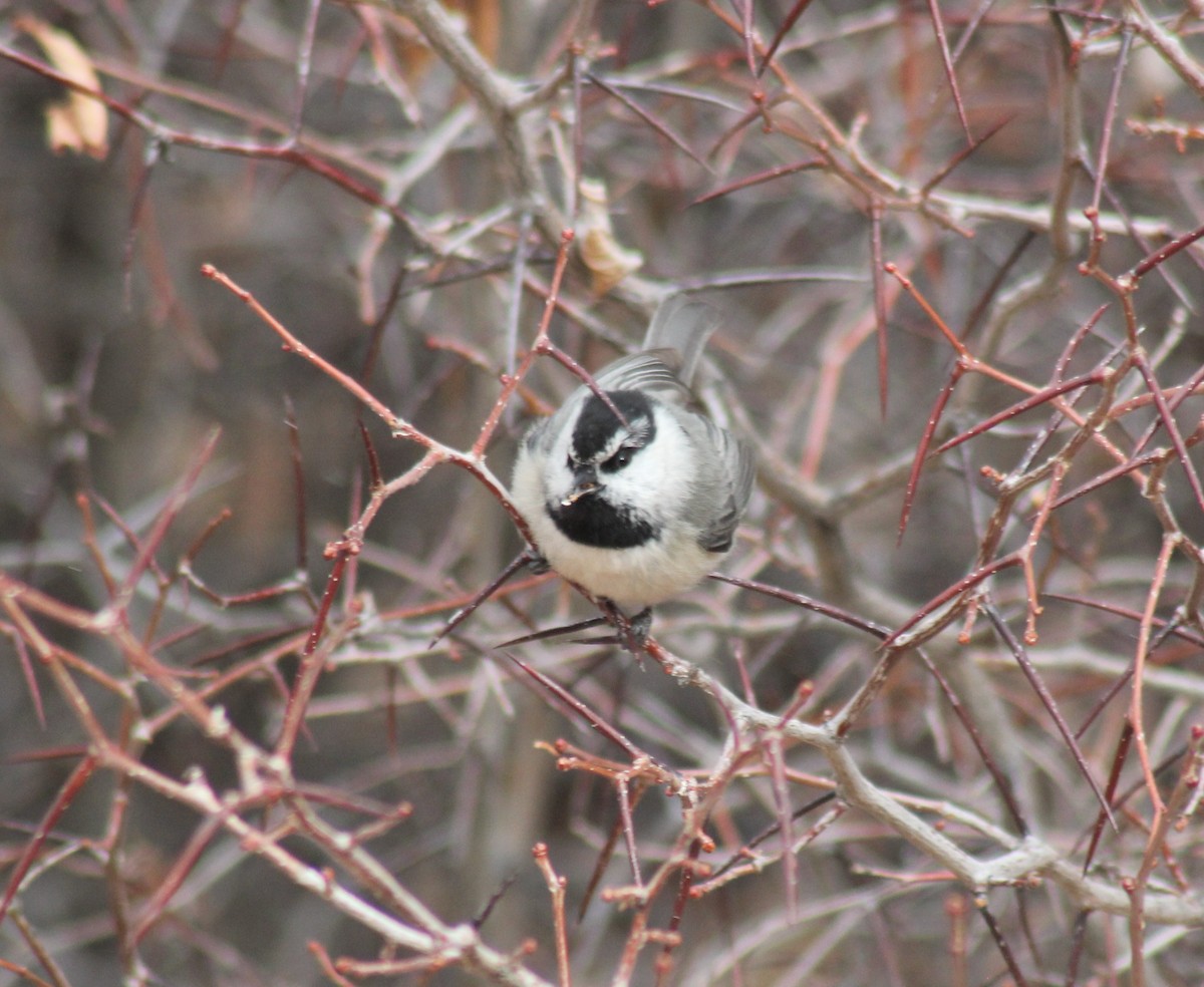 Mountain Chickadee - ML299688111