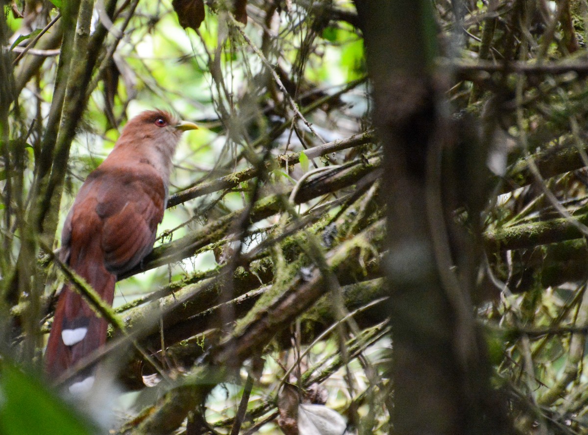 Squirrel Cuckoo - ML299688181