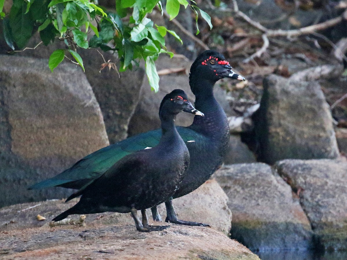 Male and female