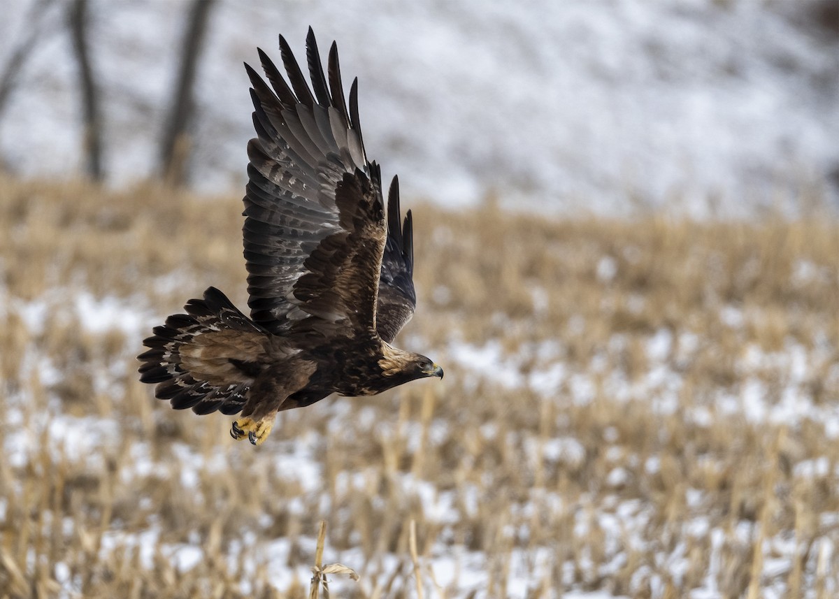 Golden Eagle - Anthony Bruno