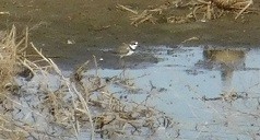 Semipalmated Plover - Mike & MerryLynn  Denny