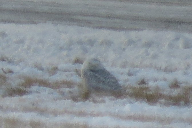 Snowy Owl - ML299691441