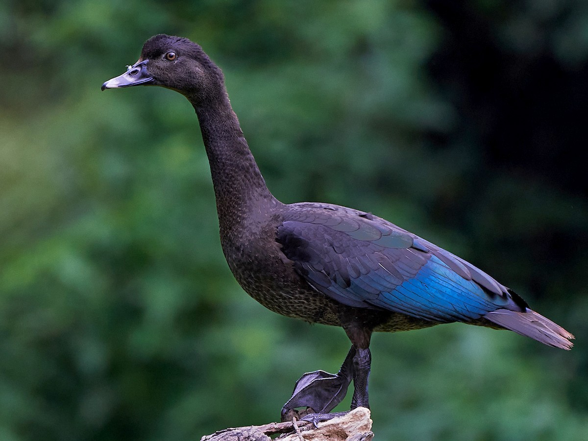 Adult female