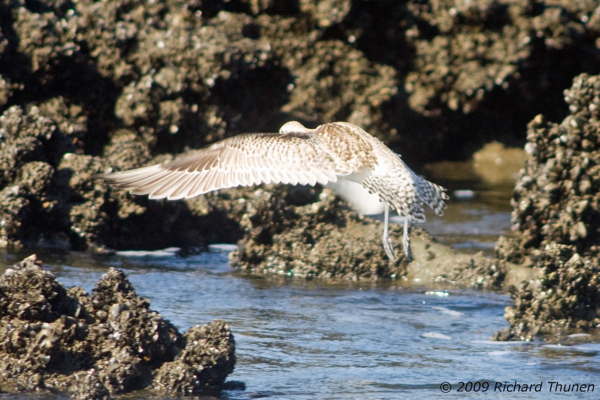 Bar-tailed Godwit - ML299692231