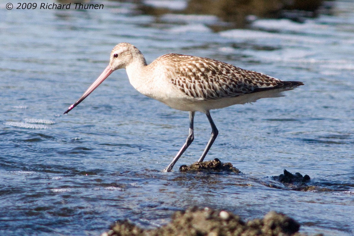 Bar-tailed Godwit - ML299692281