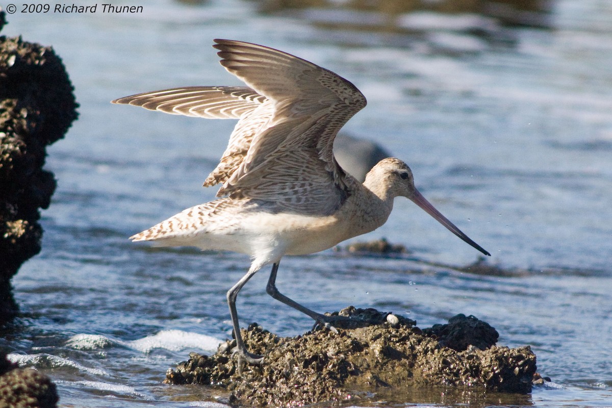 Bar-tailed Godwit - ML299692311