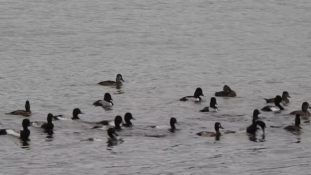 Lesser Scaup - ML299692461