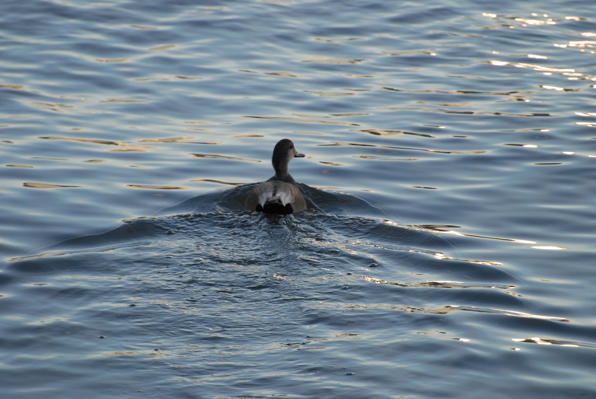 Gadwall - ML299694211