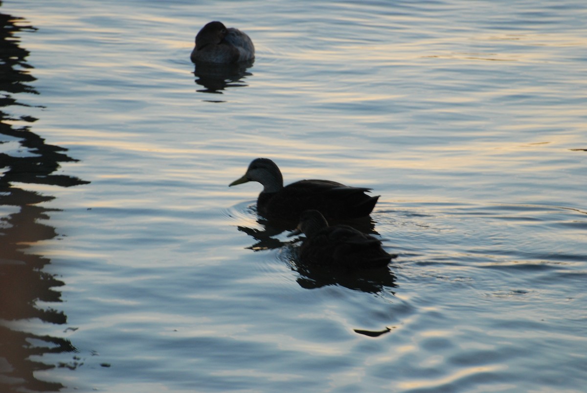 American Black Duck - ML299694341