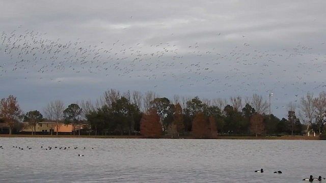 Gaviota Guanaguanare - ML299694361