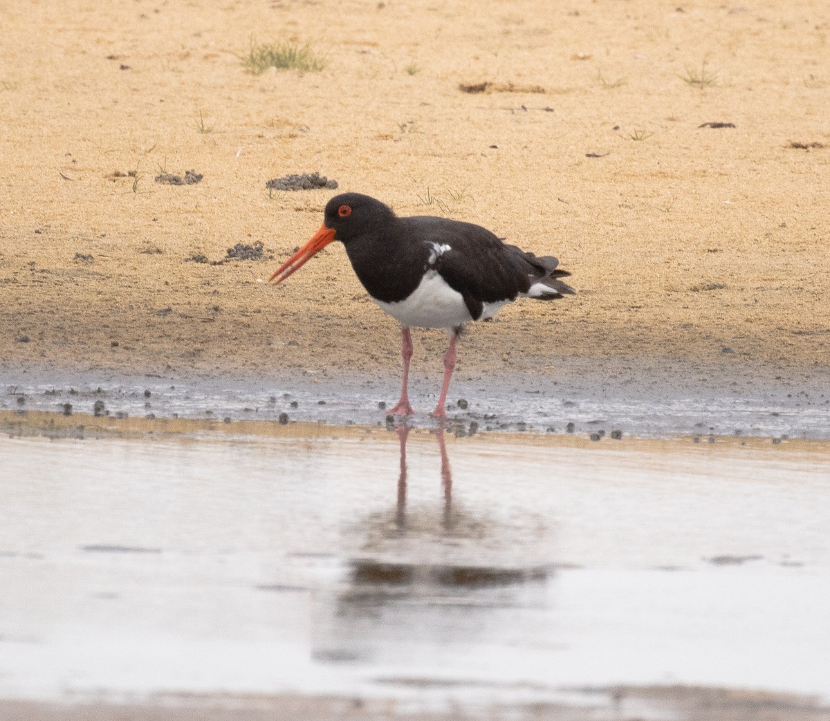 Pied Oystercatcher - ML299696221