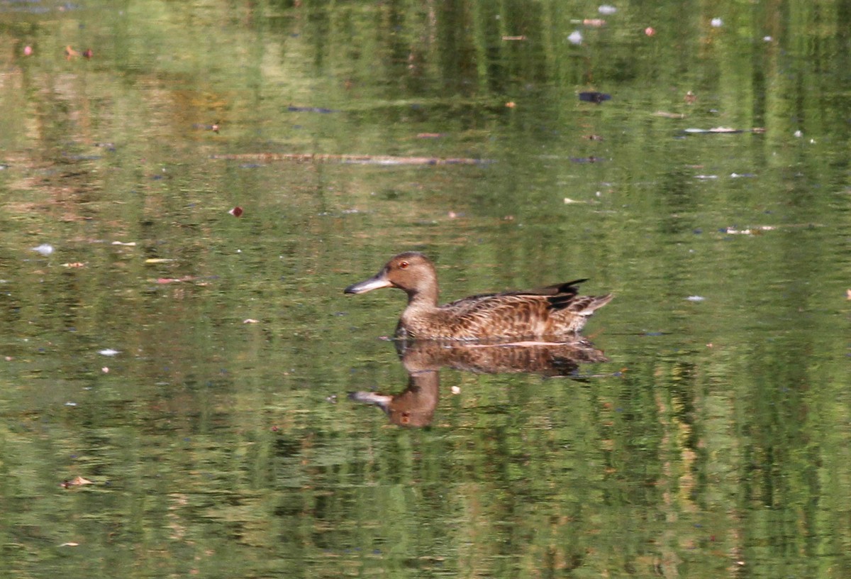 Cinnamon Teal - ML299698721