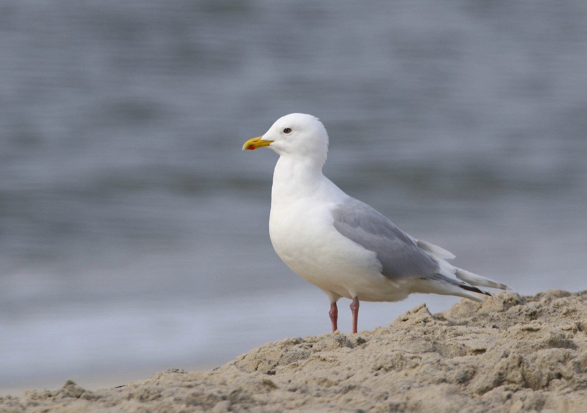 Iceland Gull - Aidan Griffiths