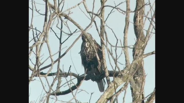 Red-tailed Hawk (Harlan's) - ML299699501