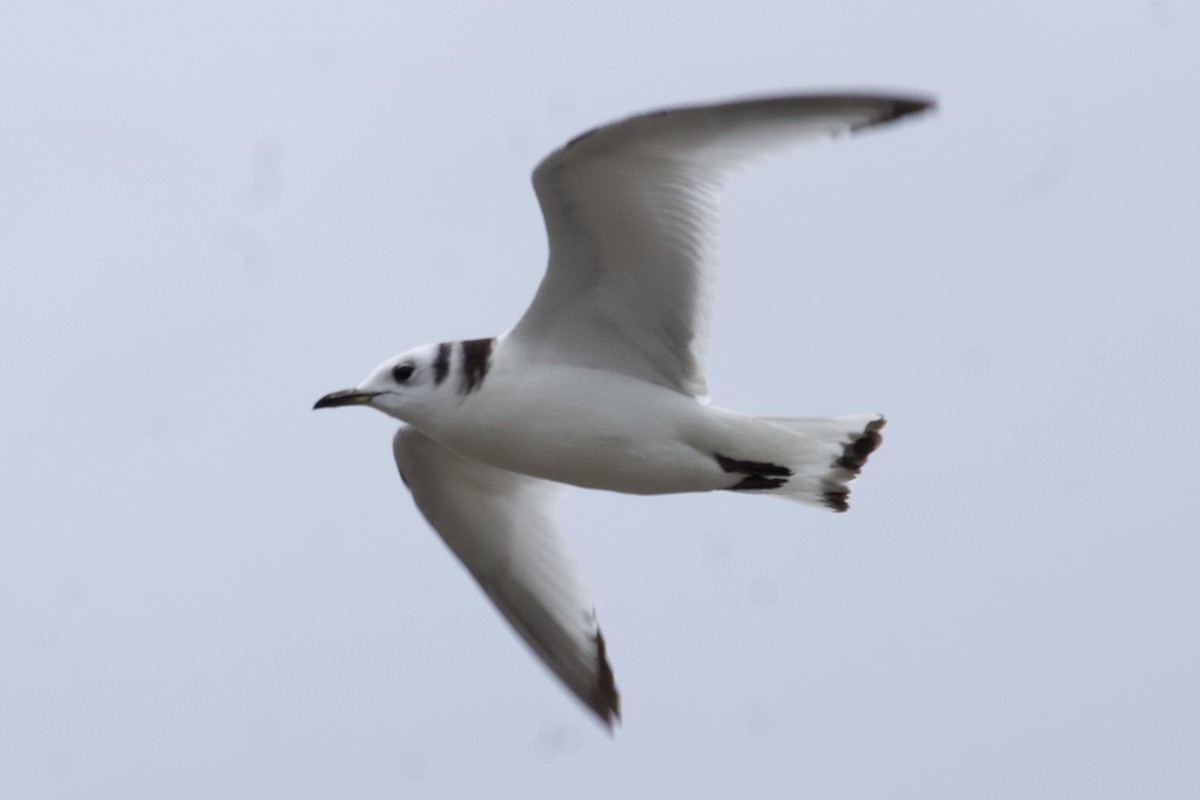 Mouette tridactyle - ML299700331