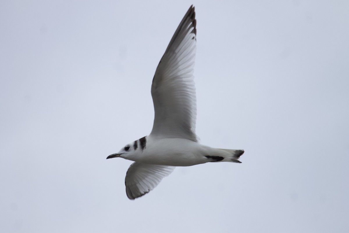 Mouette tridactyle - ML299700341