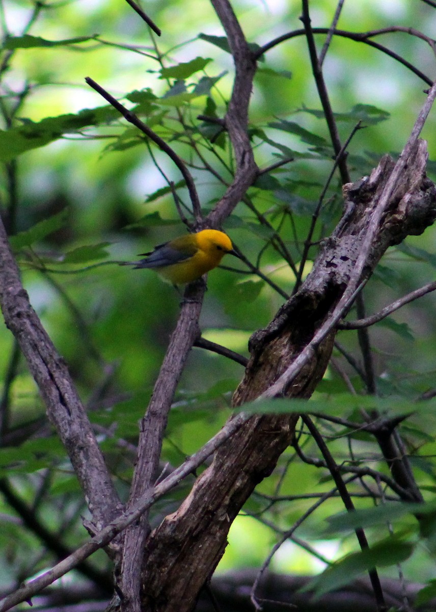 Prothonotary Warbler - Sarah M