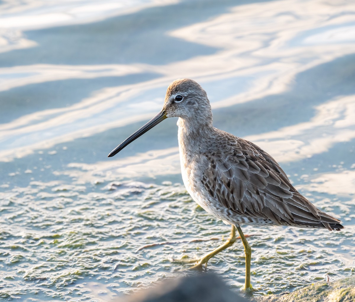 Long-billed Dowitcher - ML299700481