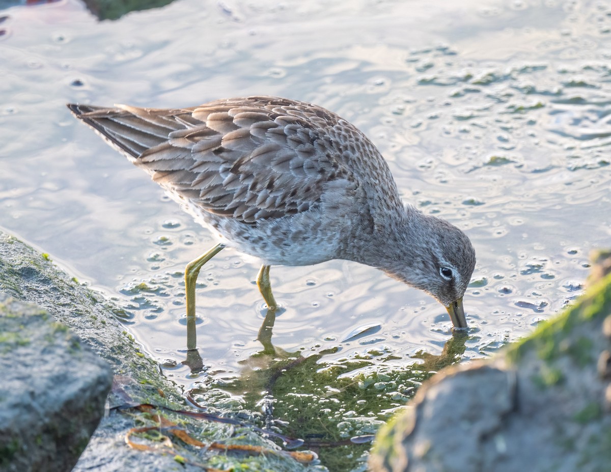 Long-billed Dowitcher - ML299700511