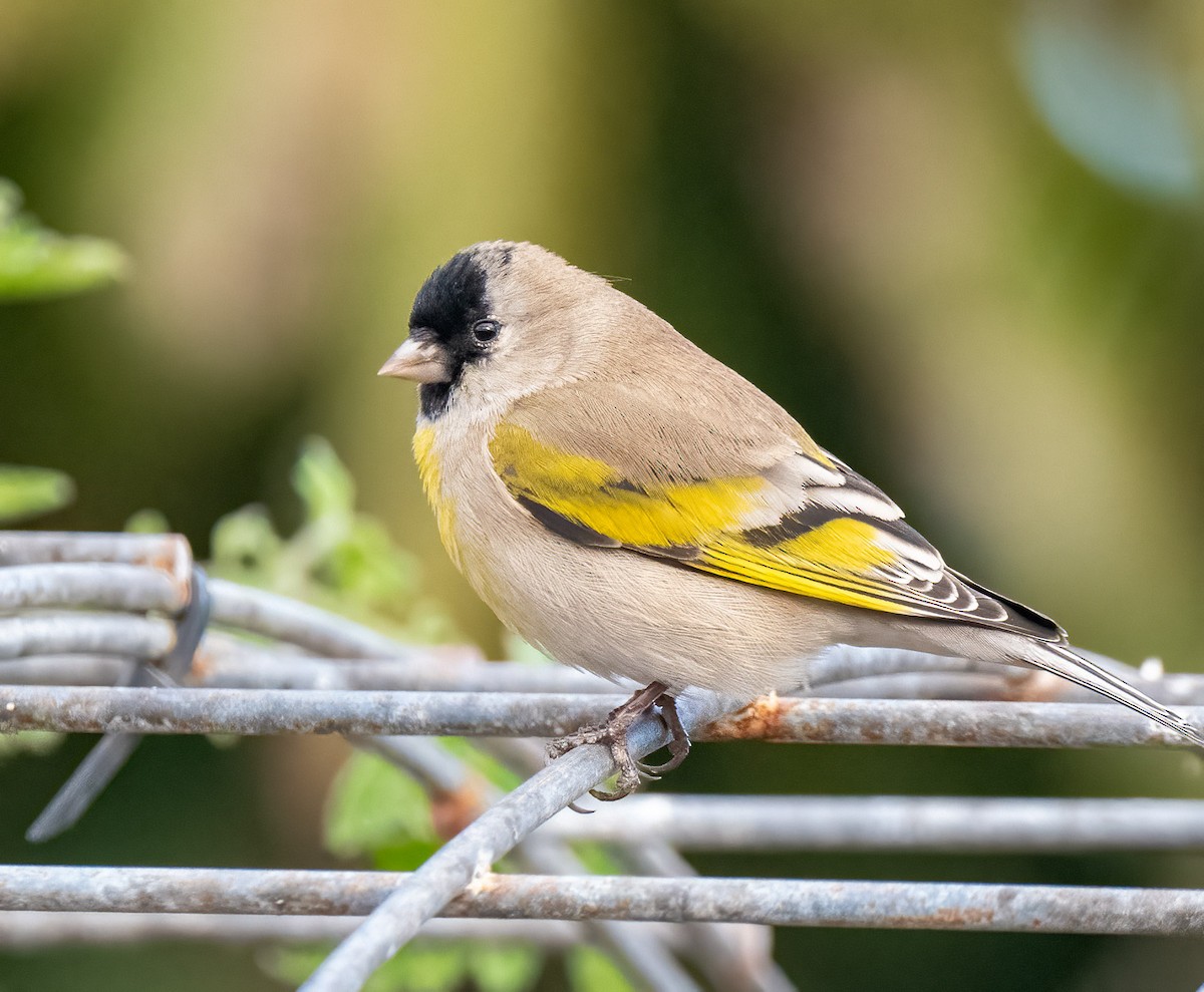 Lawrence's Goldfinch - ML299700951