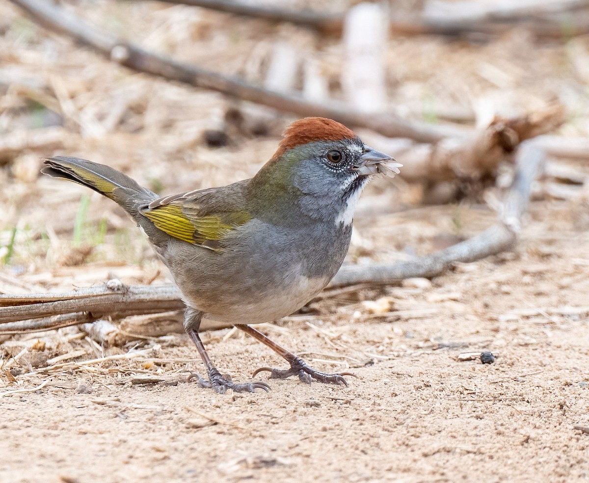 Green-tailed Towhee - ML299701201