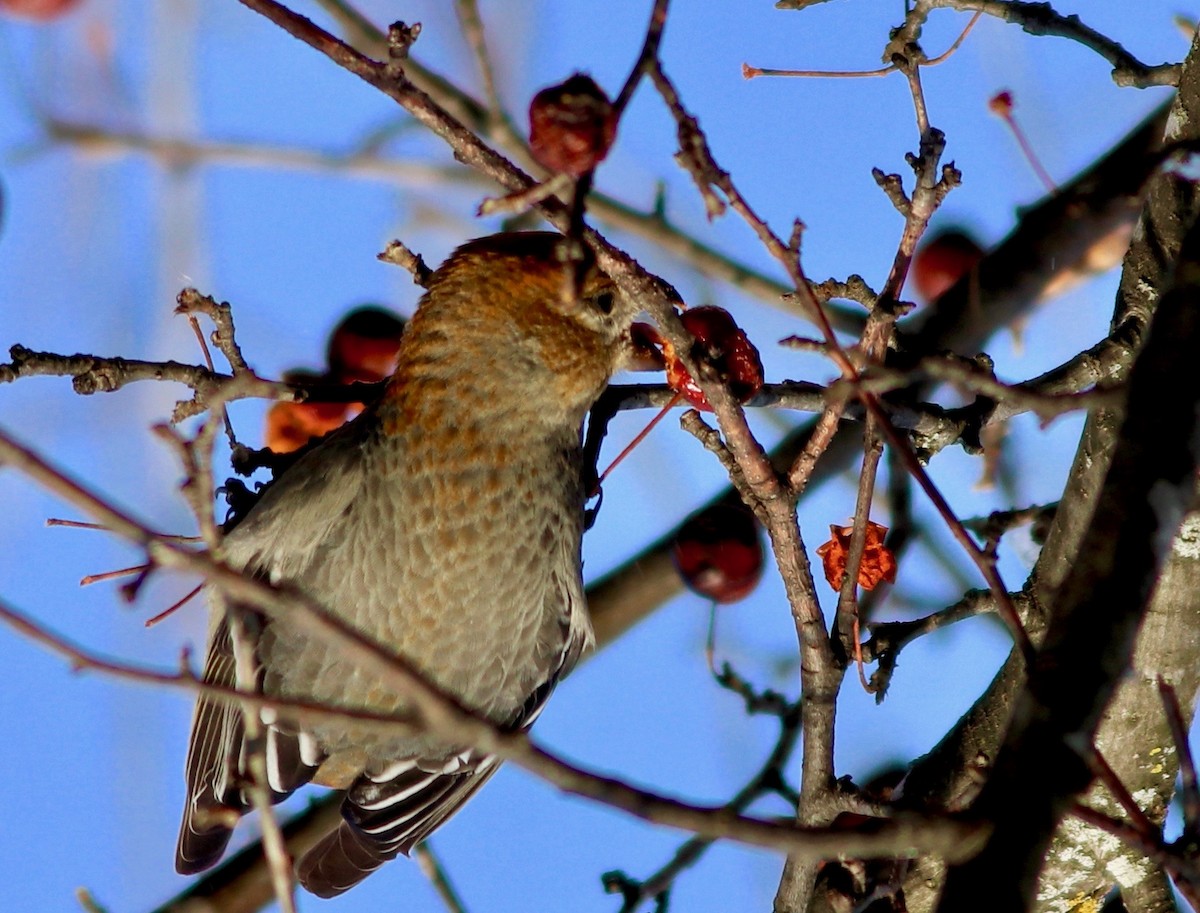 Pine Grosbeak - ML299701441