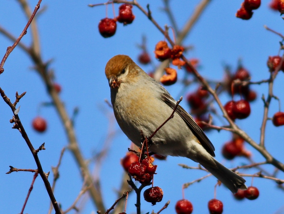 Pine Grosbeak - ML299701451