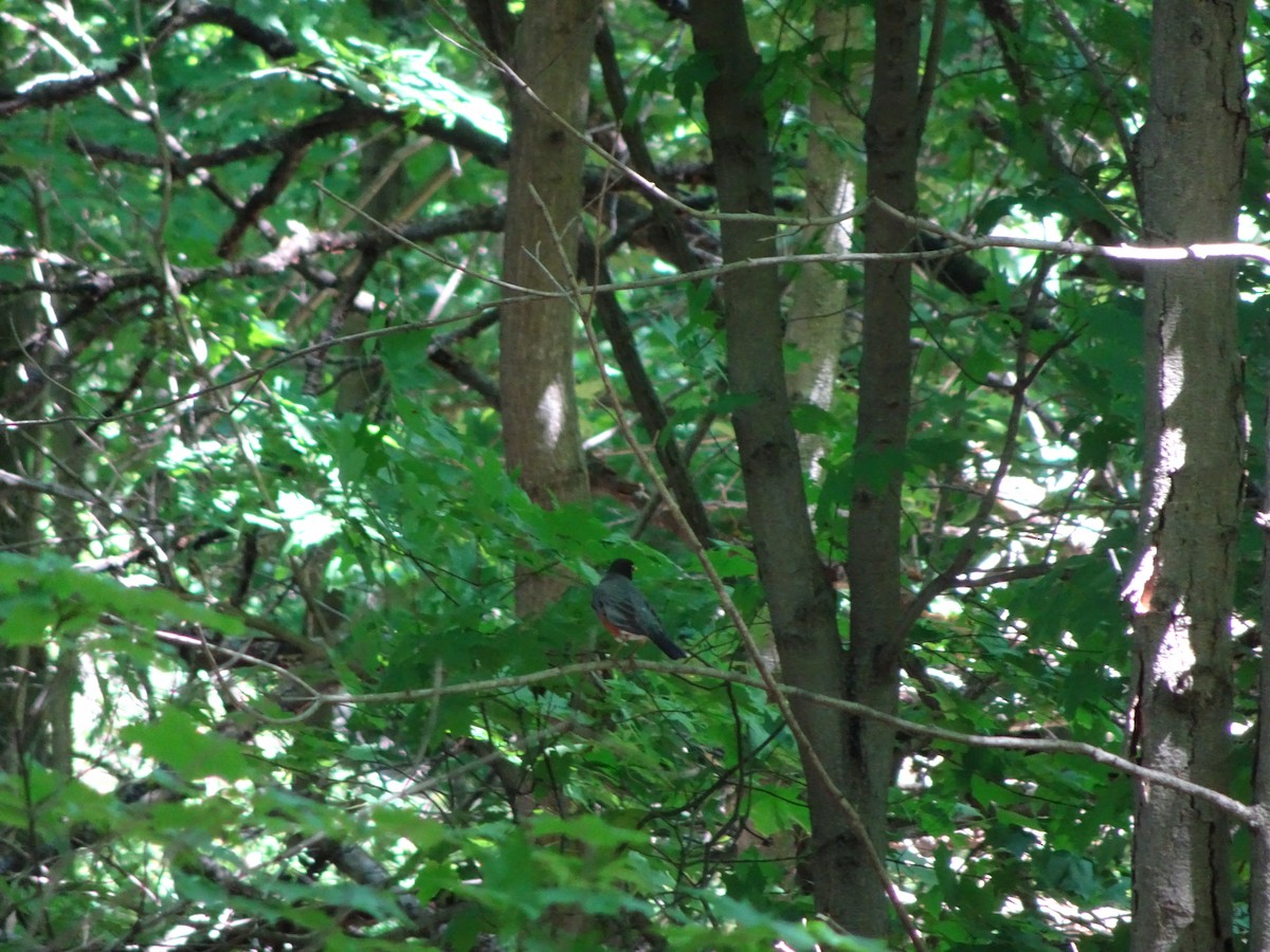 American Robin - ML29970201