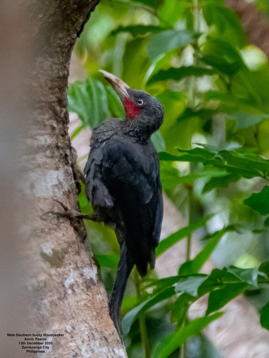Southern Sooty-Woodpecker - Kevin Pearce