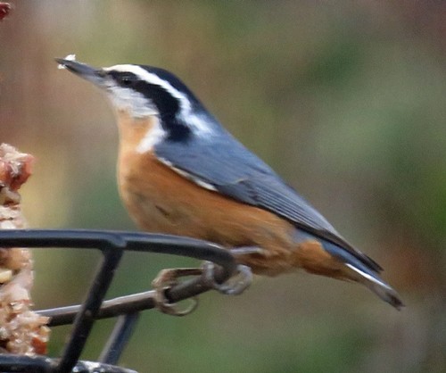 Red-breasted Nuthatch - ML299703601