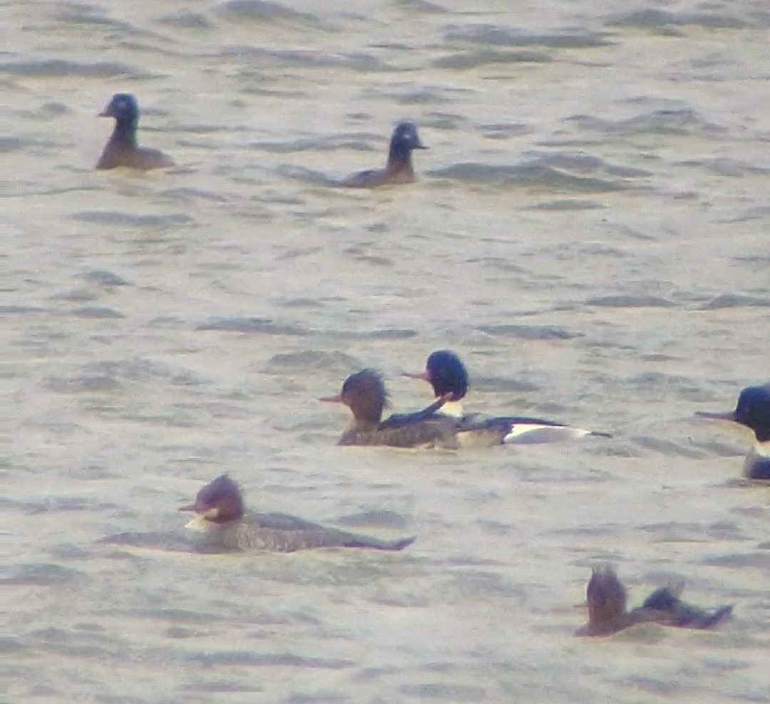 Red-breasted Merganser - ML299703911