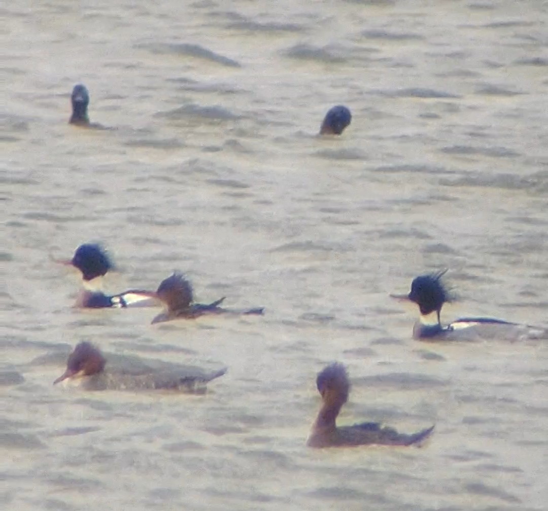 Red-breasted Merganser - ML299703991