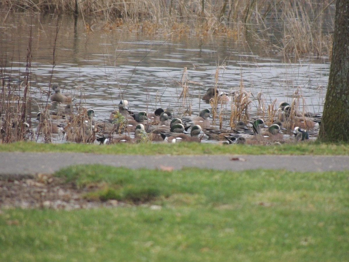 American Wigeon - ML299706931