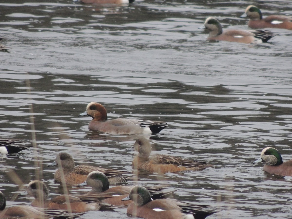 Eurasian x American Wigeon (hybrid) - ML299707411