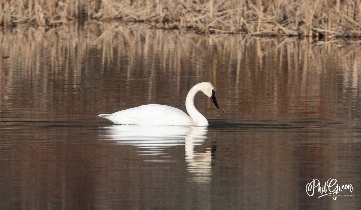 Trumpeter Swan - ML299708421