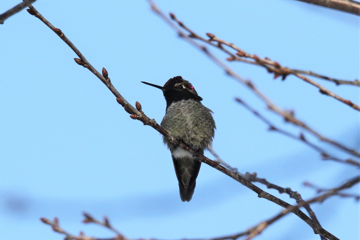 Anna's Hummingbird - John Skene