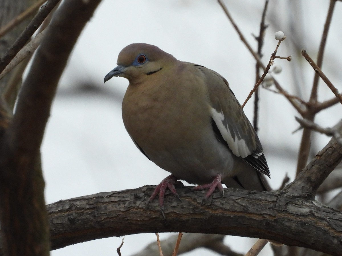 White-winged Dove - ML299709311